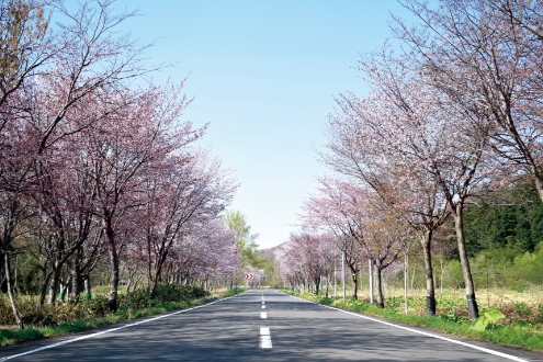 国道の桜並木の写真