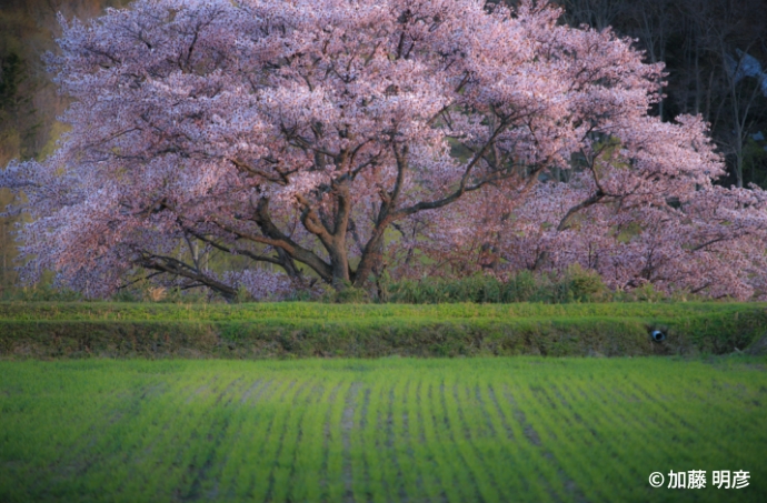 桜の写真
